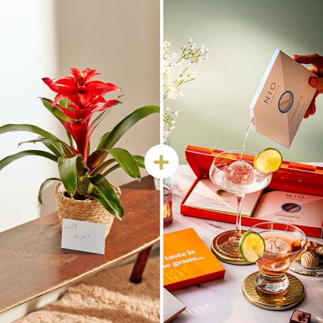 Guzmania Rossa con set di NIO Cocktails