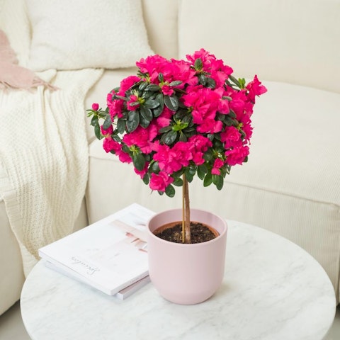 Significato dell’azalea