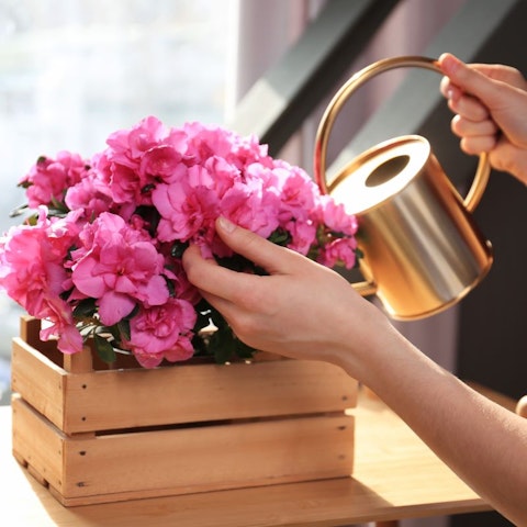 Cura e coltivazione dell’azalea