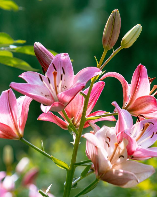 La cura del giglio: consigli di giardinaggio 