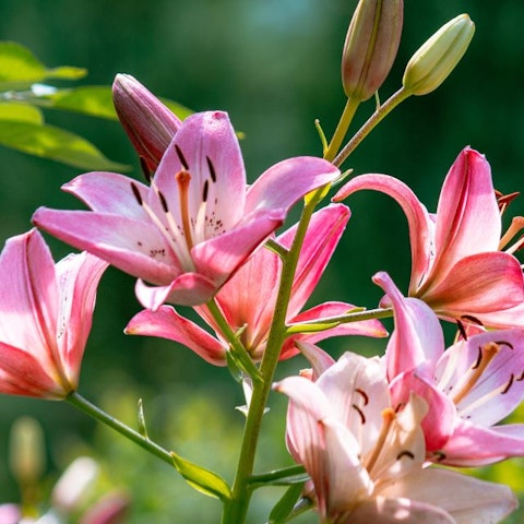 La cura del giglio: consigli di giardinaggio