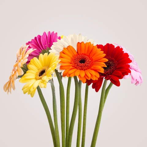 Come si mantengono le gerbere?