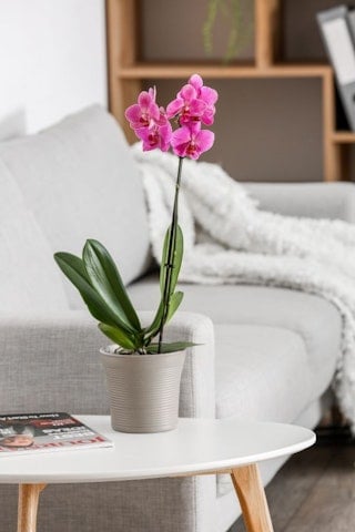 1. Condizioni ambientali per la cura delle orchidee