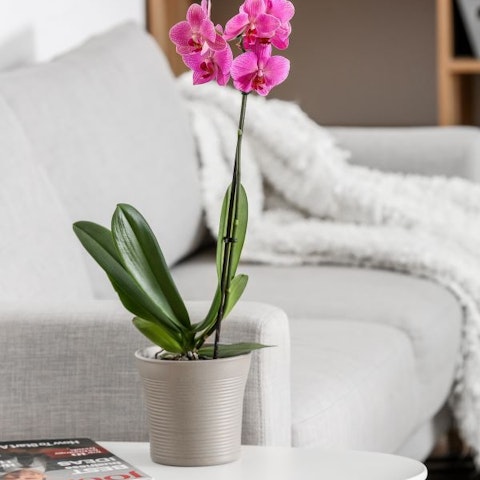 1. Condizioni ambientali per la cura delle orchidee