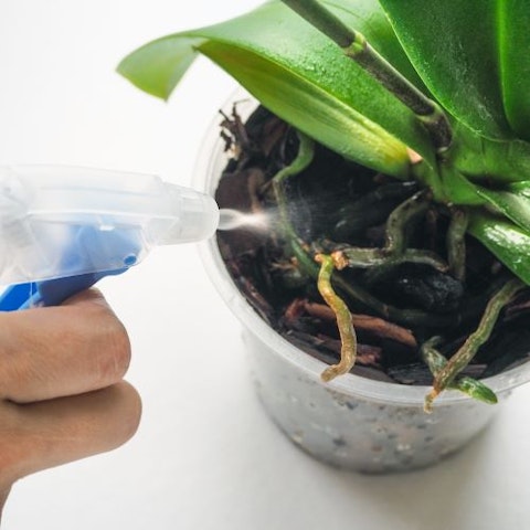 2. Come innaffiare un'orchidea?