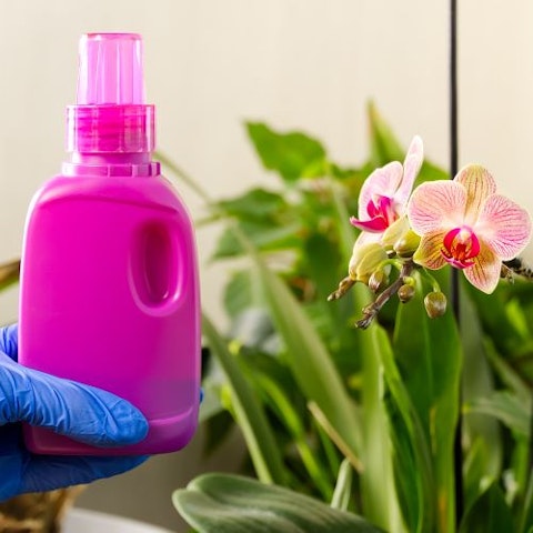 3. Di quali nutrienti e tipo di terreno hanno bisogno?