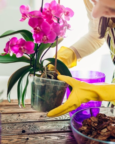 4. Come prendersi cura delle orchidee in vaso?