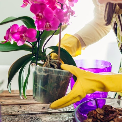 4. Come prendersi cura delle orchidee in vaso?