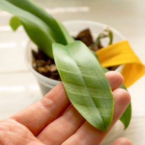 5. Come evitare problemi di parassiti e malattie?