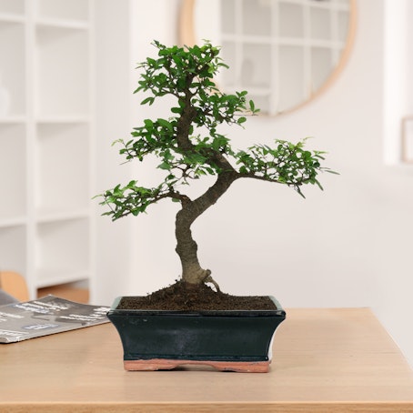 Bonsai Olmo Zelkova