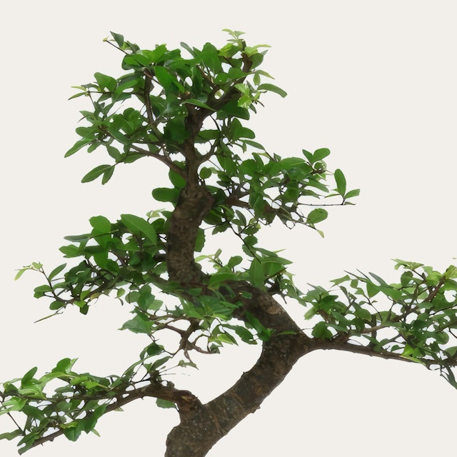 Bonsai Olmo Zelkova