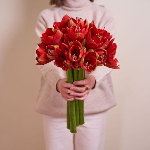 Amaryllis (Hippeastrum)