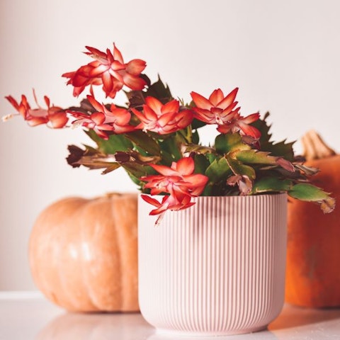 Cactus di Natale (Schlumbergera)