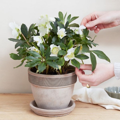 Rosa di Natale (Elleboro)