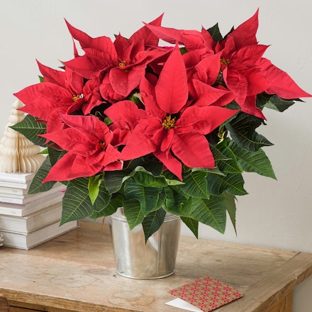 Stella di Natale grande