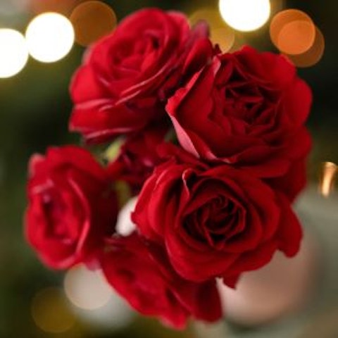 Significato della Rosa🌹Colore e simbologia - Interflora