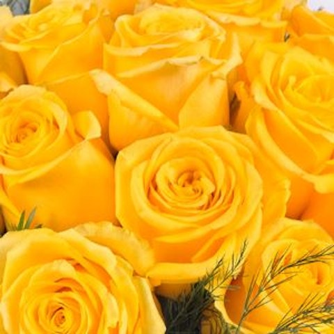 Significato della Rosa🌹Colore e simbologia - Interflora