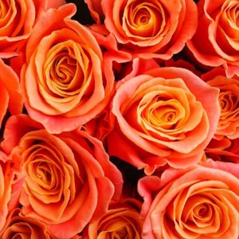 Significato della Rosa🌹Colore e simbologia - Interflora