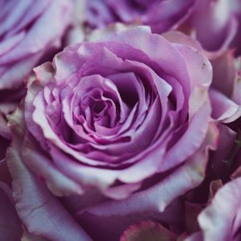 Significato della Rosa🌹Colore e simbologia - Interflora