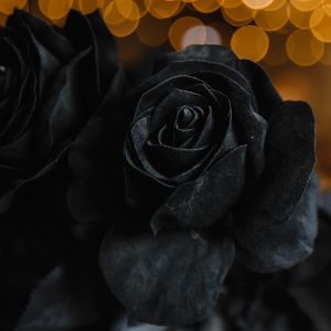 Significato della Rosa🌹Colore e simbologia - Interflora