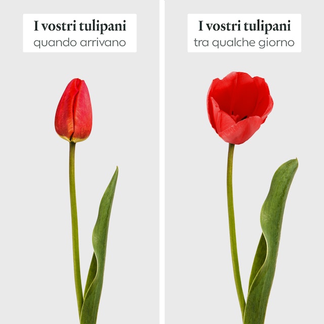 Tulipani multicolore