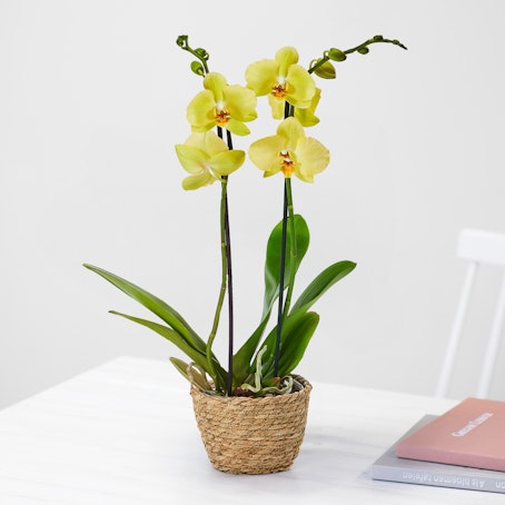 Orchidea Phalaenopsis Gialla