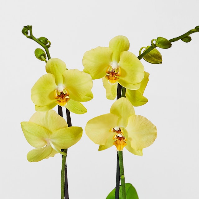Orchidea Phalaenopsis Gialla