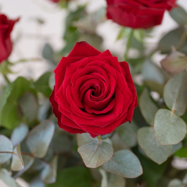 Dodici rose rosse