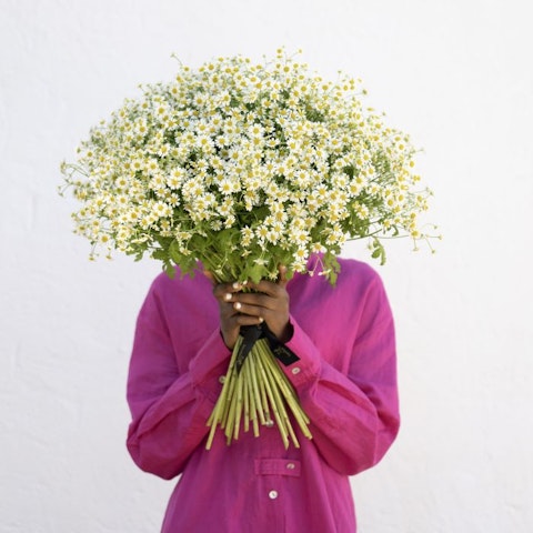 Origine della margherita: un fiore dalla storia antica