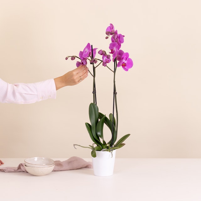 Orchidea Rosa con Peluche