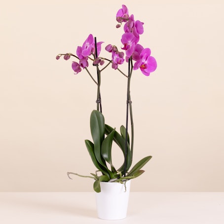 Orchidea Rosa