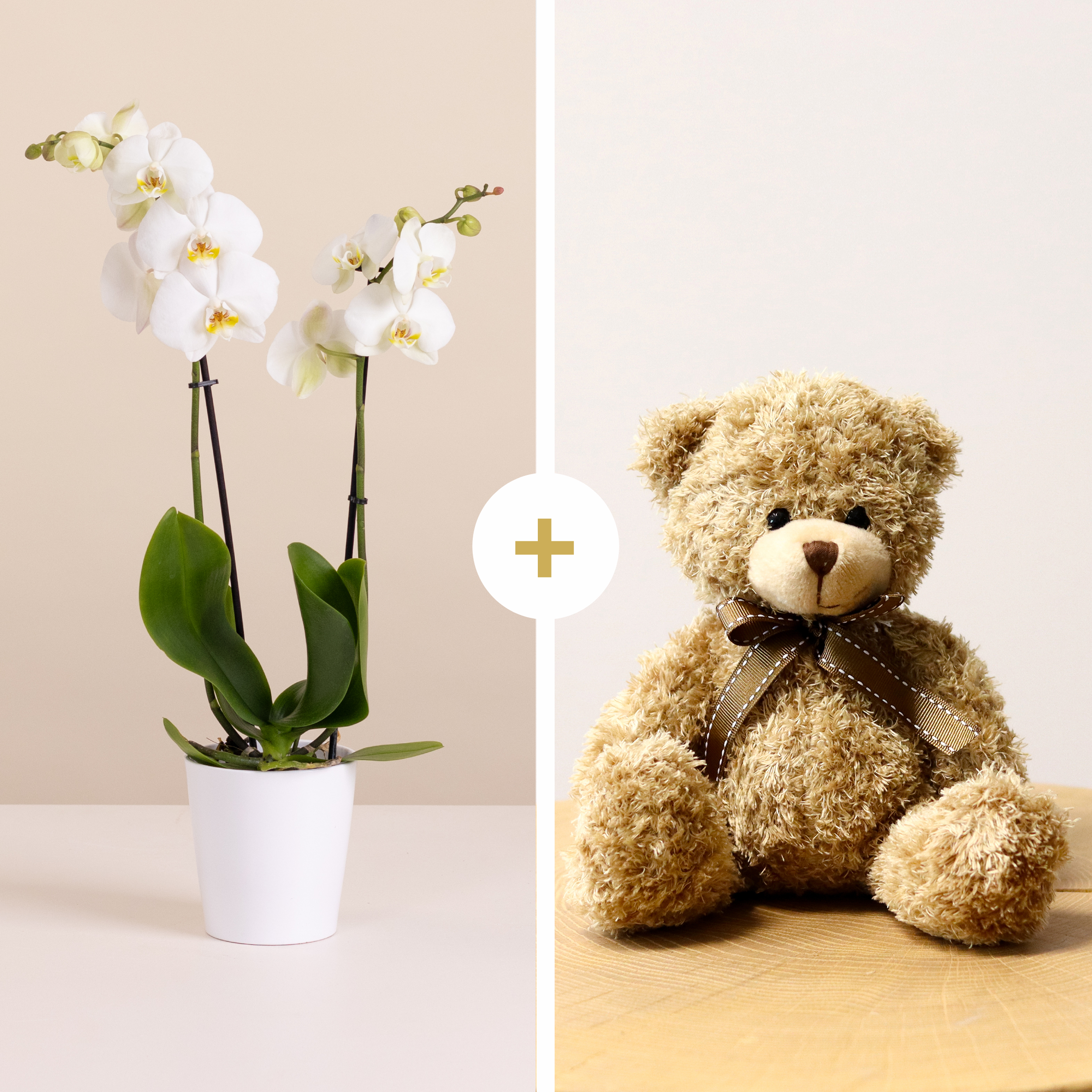 Orchidea Bianca con Orsetto