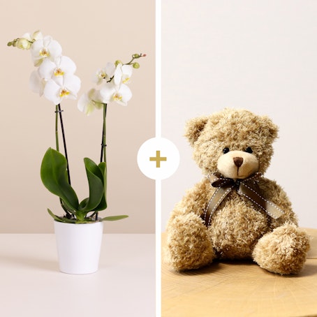 Orchidea Bianca con Orsetto