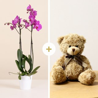 Orchidea Rosa con Peluche