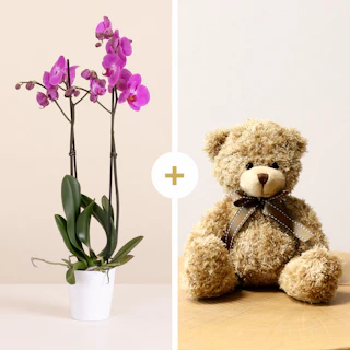 Orchidea Rosa con Peluche