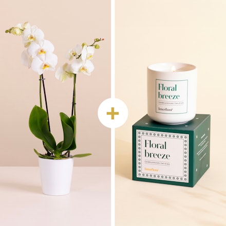 Sogni fioriti - Orchidea Bianca e candela Floral breeze