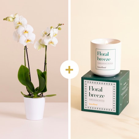 Sogni fioriti - Orchidea Bianca e candela Floral breeze