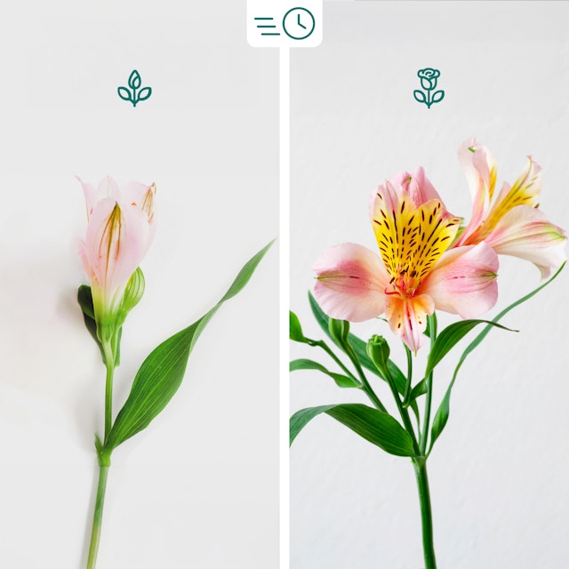 Bouquet di Alstroemeria