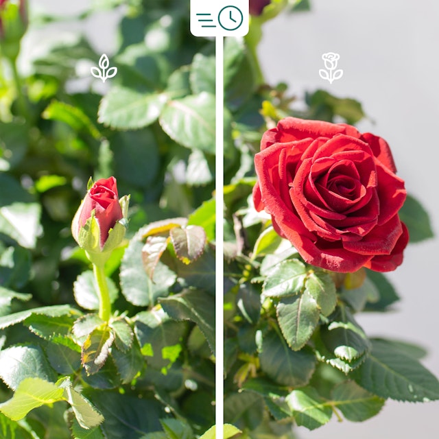 Pianta di Rose Rosse