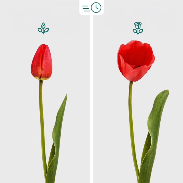 Bouquet di Tulipani Rossi