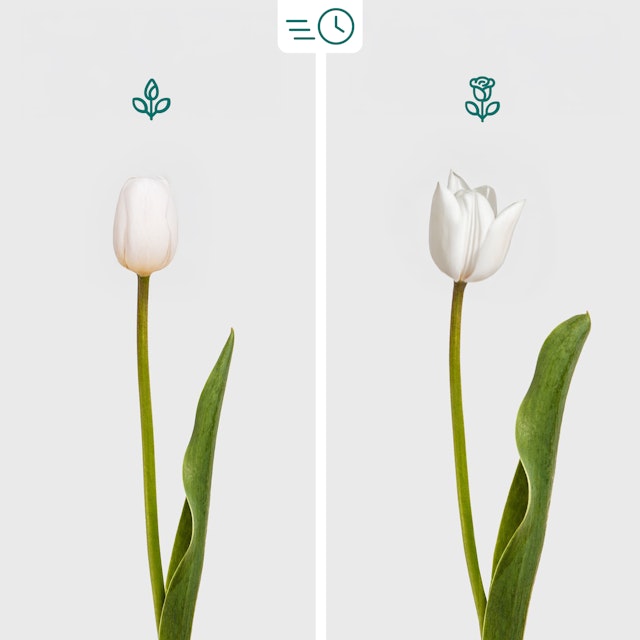 Bouquet di Tulipani Bianchi