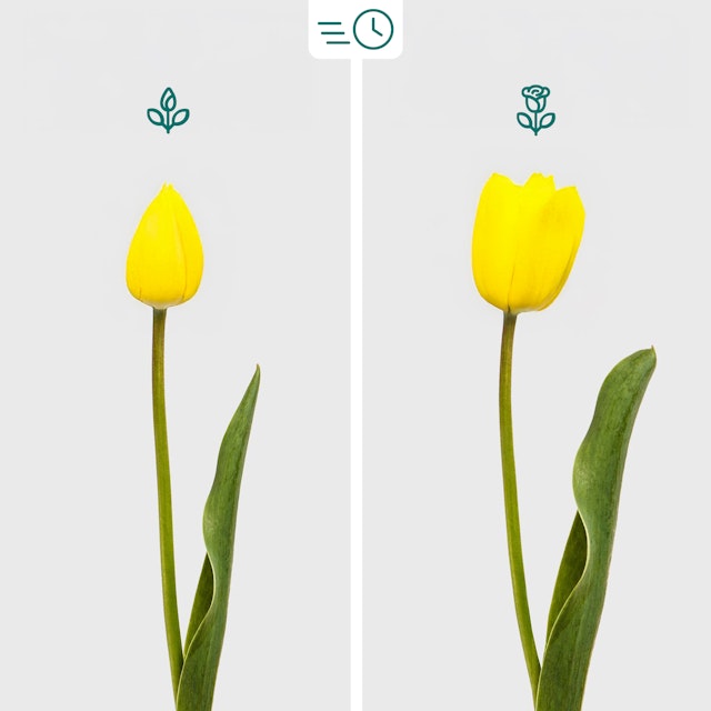 Bouquet di Tulipani Gialli