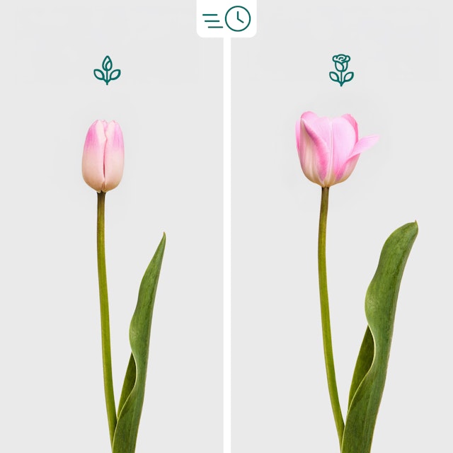 Bouquet di Tulipani Rosa