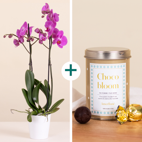 Morbidezza avvolgente - Orchidea Rosa e Cioccolatini