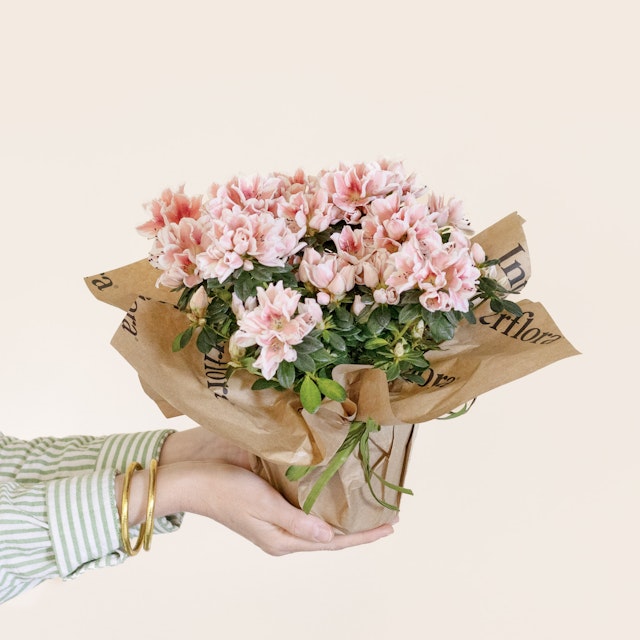 Azalea