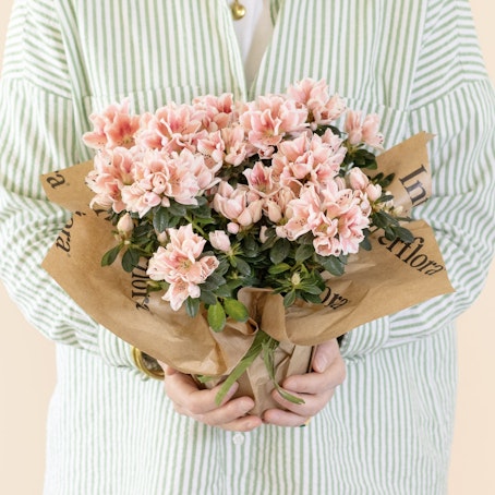 Azalea
