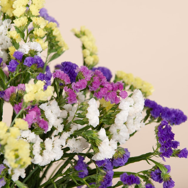 Bouquet di Semprevive