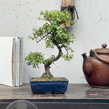 Bonsai Sagretia