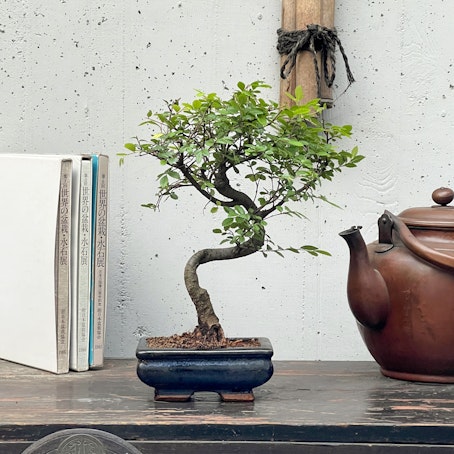 Bonsai Zelkova nire