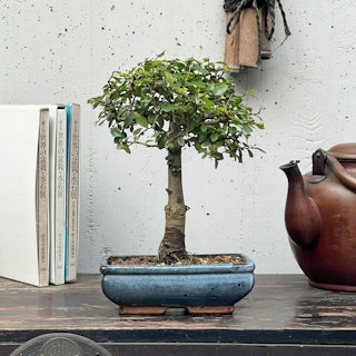Bonsai Zelkova